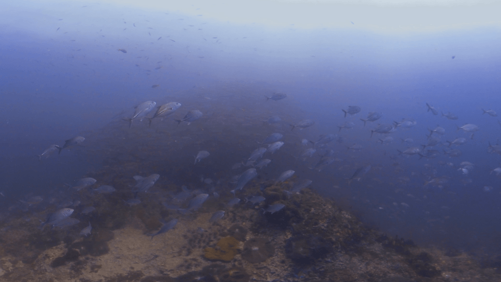 Barracuda Swarm: Undersea Spectacle