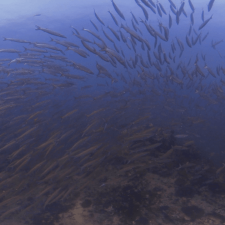 Chevron Barracuda Swirl