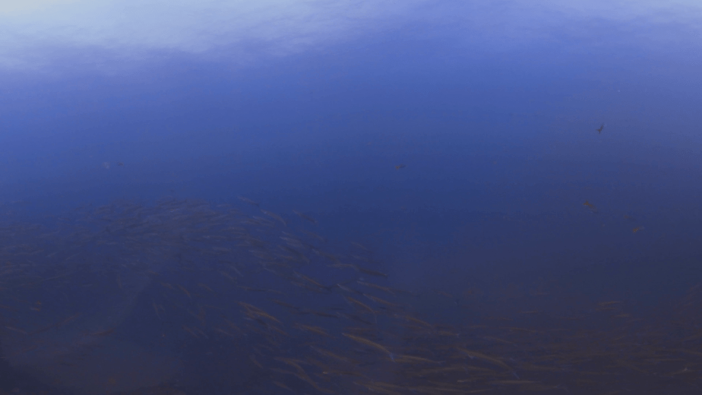 Chevron Barracuda School Dive