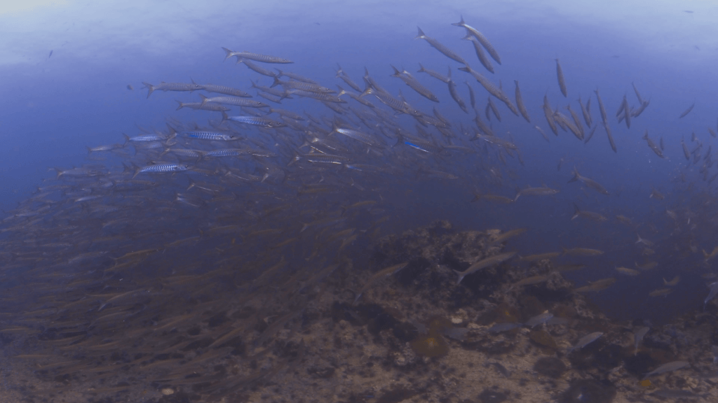 Chevron Barracuda Swarm