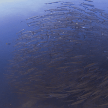 Barracuda Swirl: Reef Schooling