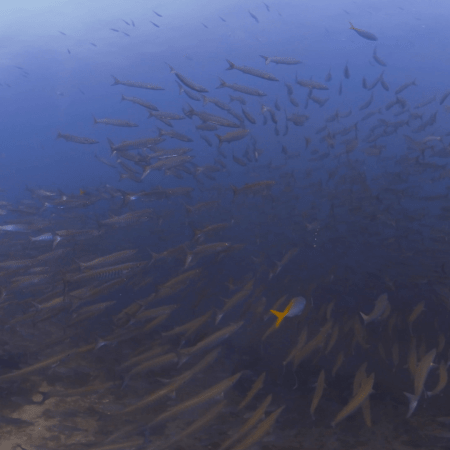 Chevron Barracuda Swarm