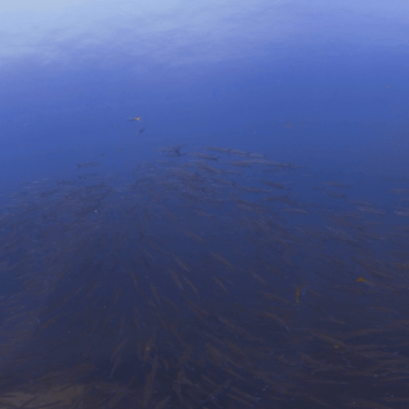 Barracuda School Dive