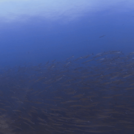 Chevron Barracuda Swirl