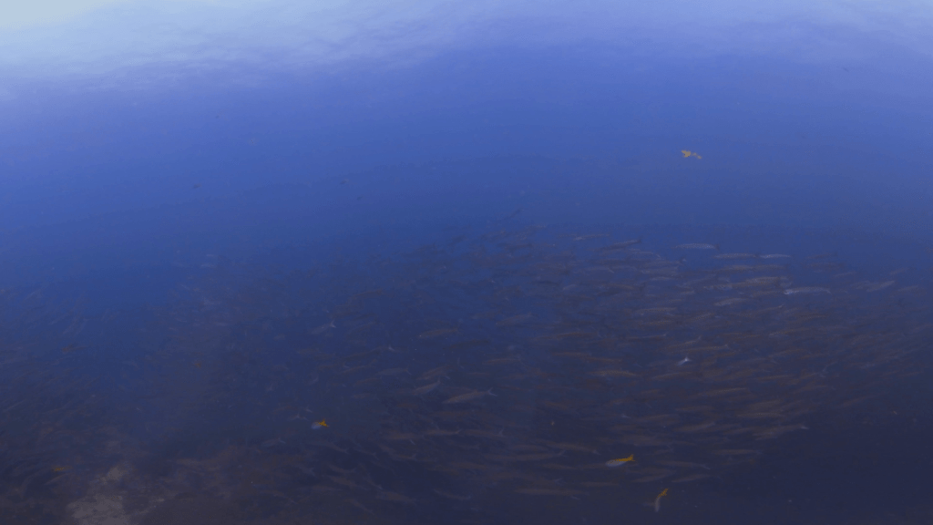 Chevron Barracuda Swarm