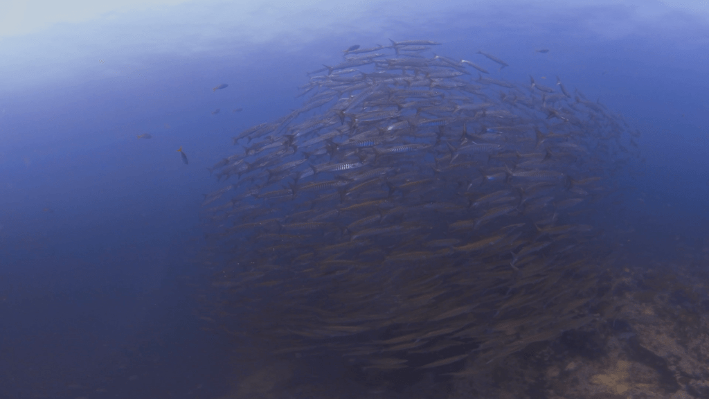 Barracuda Swirl: Underwater Ballet