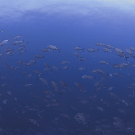 Jacks Swarm: Ocean's Silver Tsunami