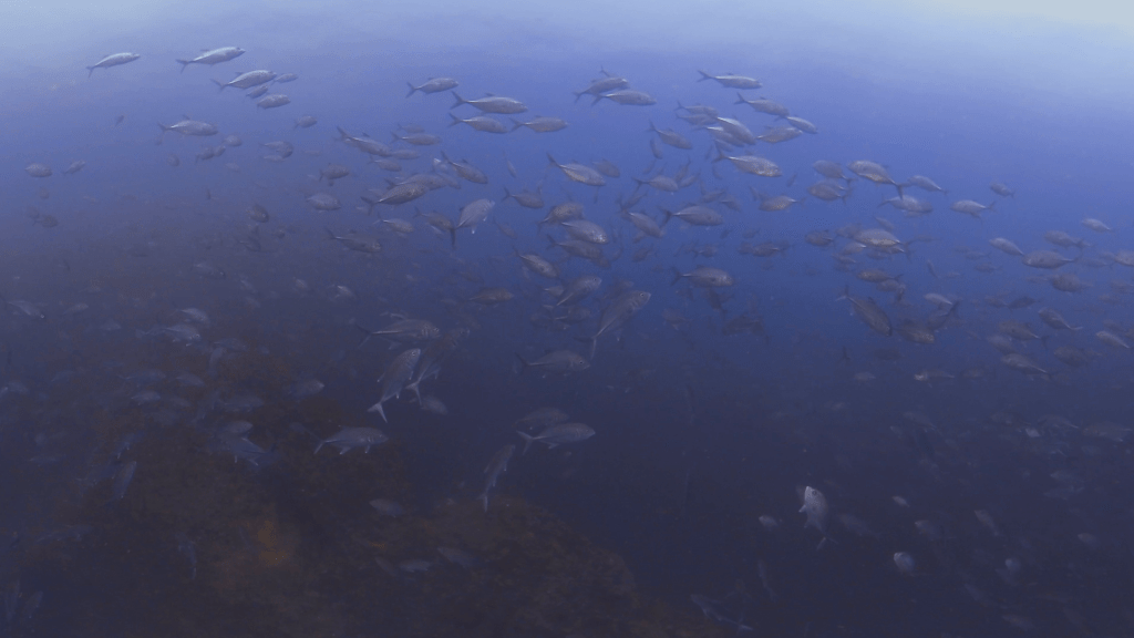 Jacks Swarm: Underwater Ballet