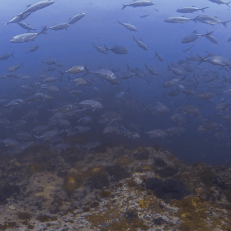 Jacks Swirl: Reef Encirclement