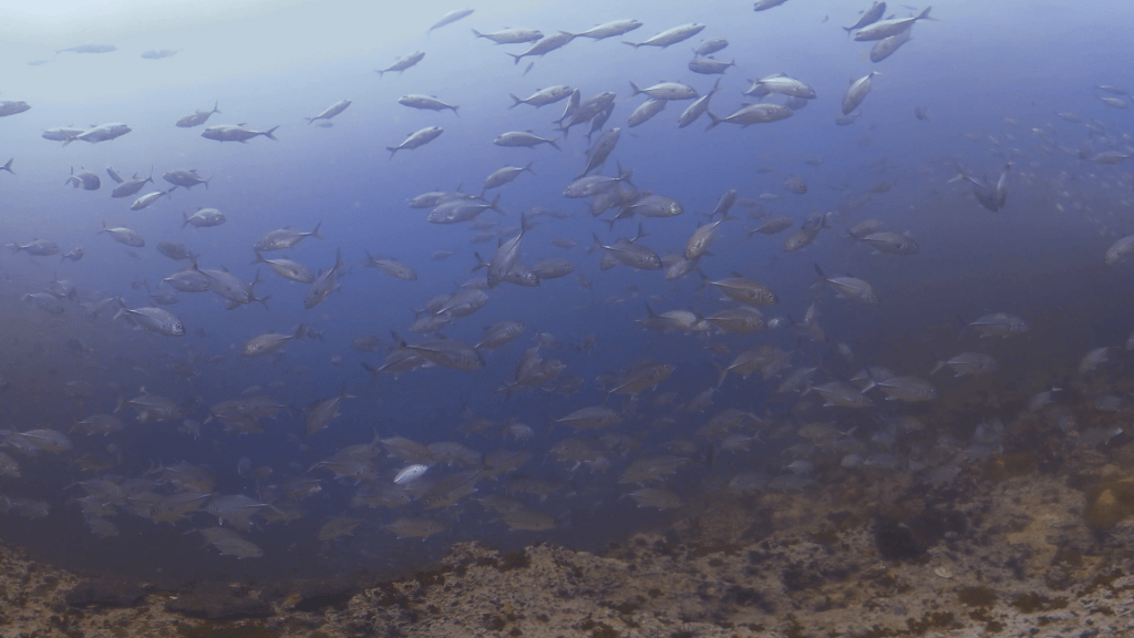 Jack Frenzy: Dive into a Silver Swirl