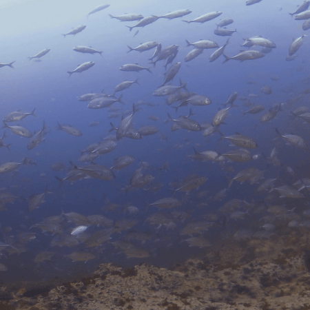 Jack Frenzy: Dive into a Silver Swirl