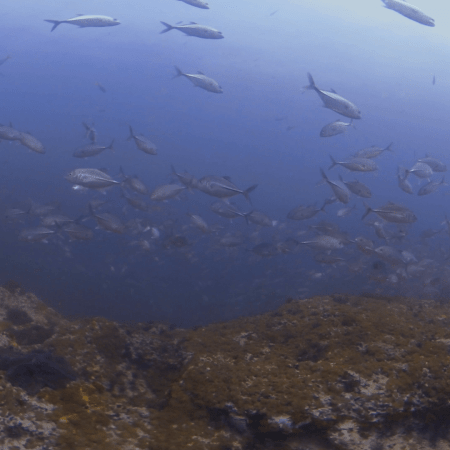 Jacks Swirl: Reef's Silver Cyclone