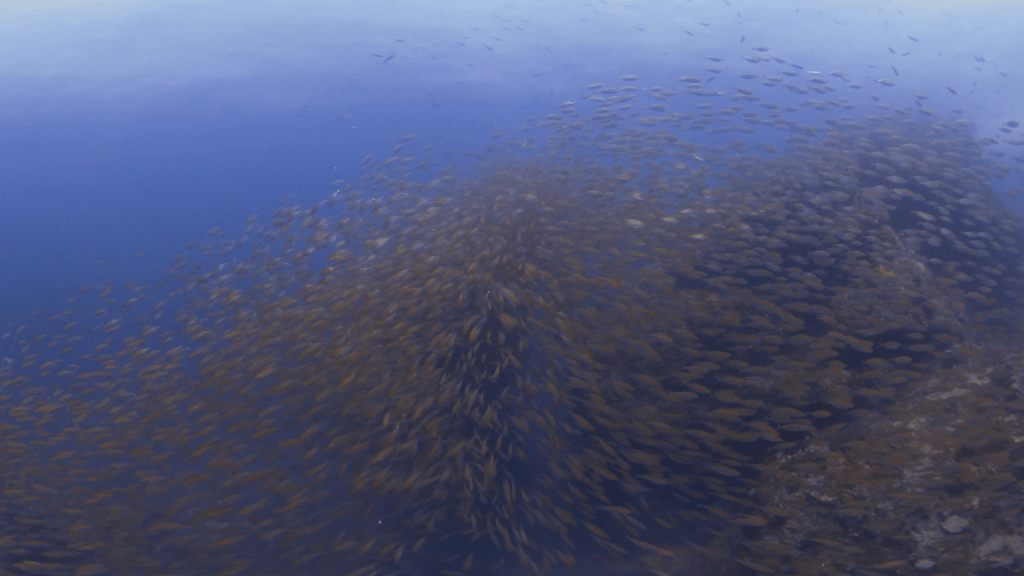 Snapper Swarm: Coral Reef Spectacle