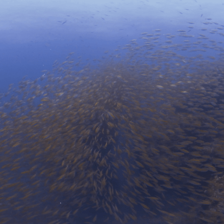 Snapper Swarm: Coral Reef Spectacle