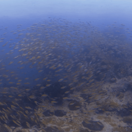 Snapper Swarm: Reef's Golden Heart