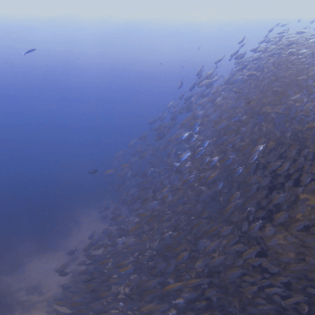 Pinnacle Passage: Snapper Swarm
