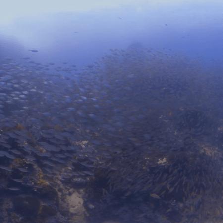 Yellow Snapper Swarm