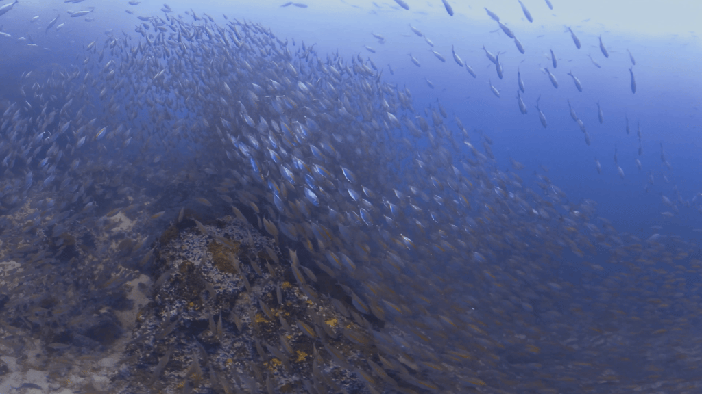 Yellow Snapper Swarm: Reef Immersion