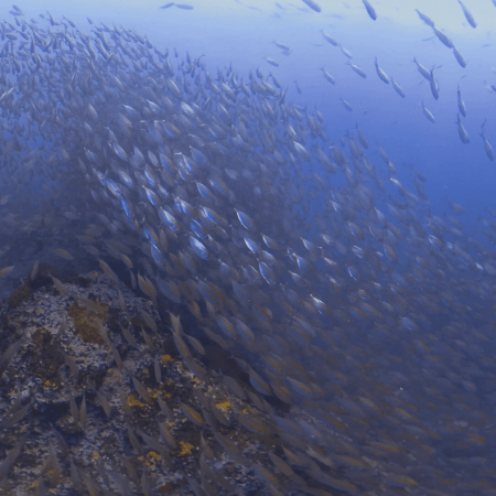 Yellow Snapper Swarm: Reef Immersion