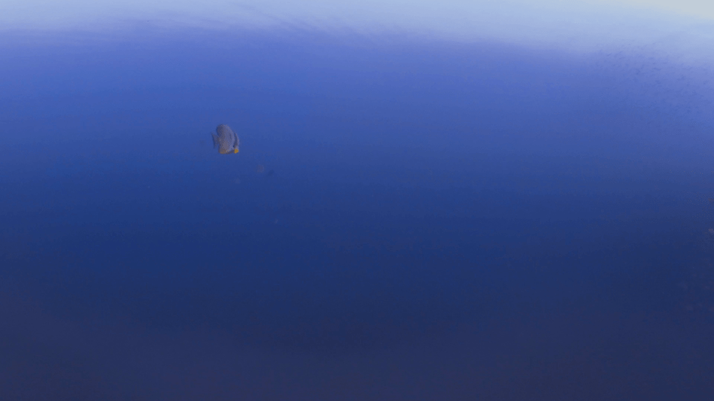 Batfish & Rabbitfish Ballet