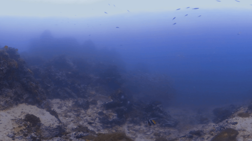Barracuda School & Tuna on Reef Edge