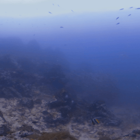 Barracuda School & Tuna on Reef Edge