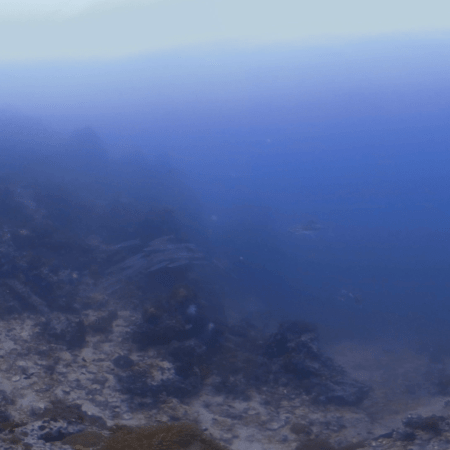 Tuna & Barracuda Reefscape