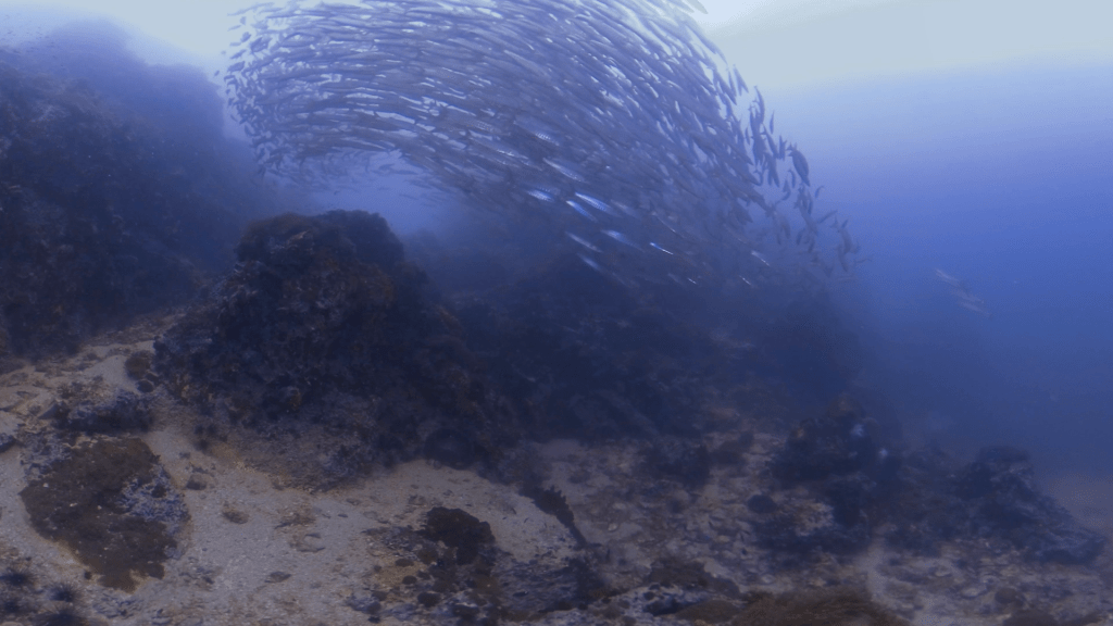 Barracuda Tornado Over Reef