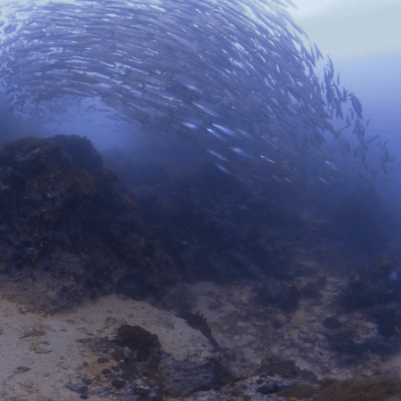 Barracuda Tornado Over Reef