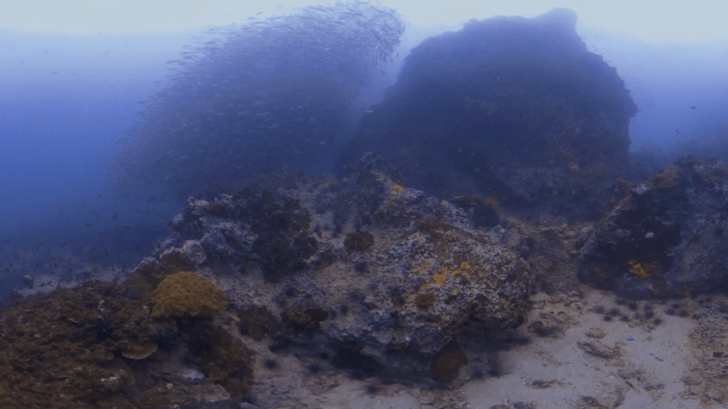 Fish School Pinnacle