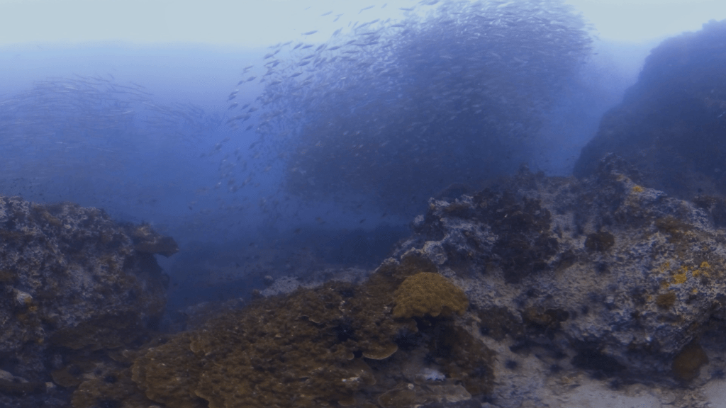 Barracuda Tornado & Fish Swarm