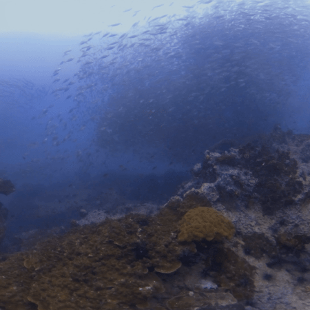 Barracuda Tornado & Fish Swarm