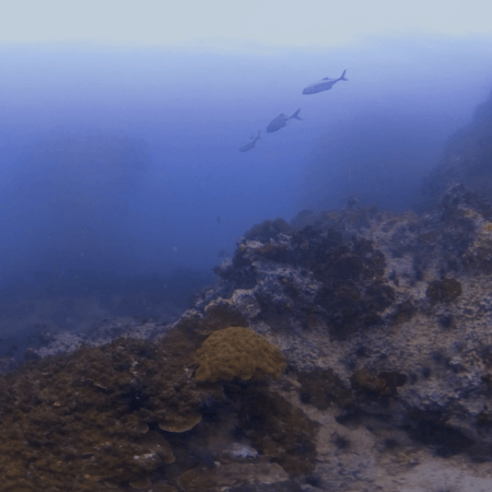 Swarming Fish at Rocky Pinnacle