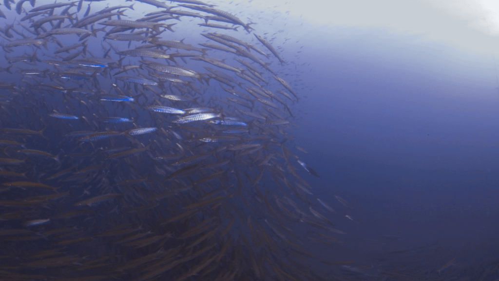 Snapper Swarm to Barracuda Ballet