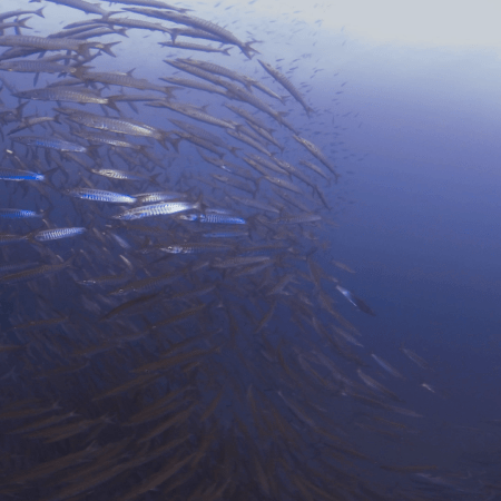 Snapper Swarm to Barracuda Ballet