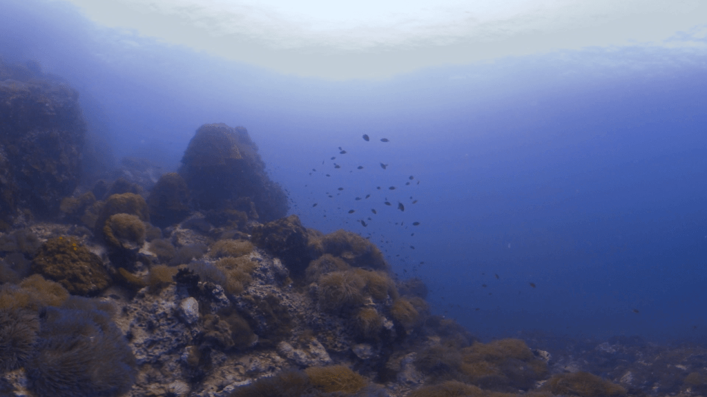 Anemone City: Reef Pinnacle Life