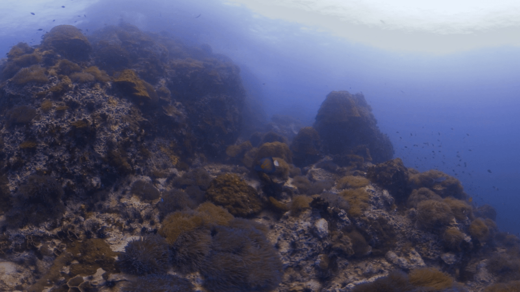 Pinnacle's Slope: Reef Life Panorama