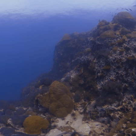 Pinnacle Reef Anemone City