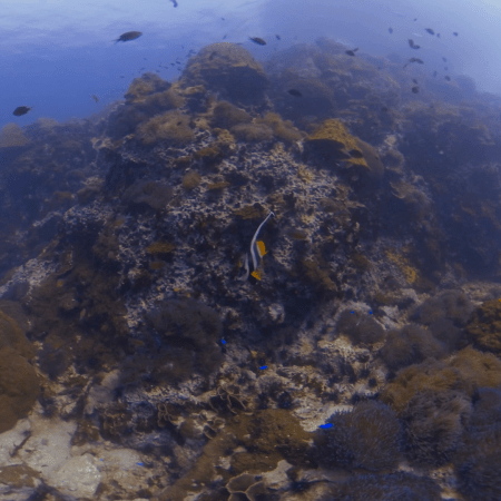 Pinnacle Reefscape: Bannerfish & Anemones