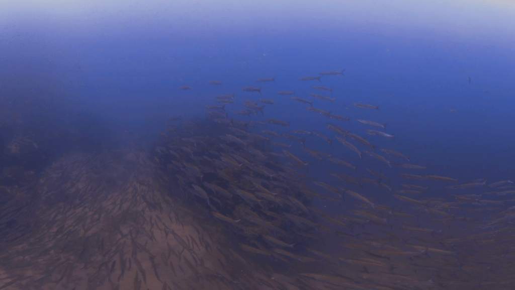 Chevron Barracuda Swarm
