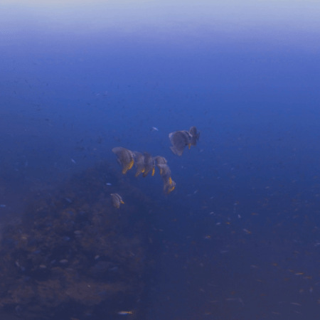 Batfish School Swim