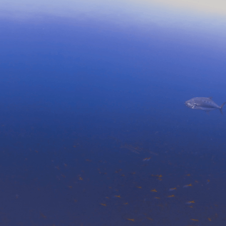 Tuna & Barracuda Reef Chase