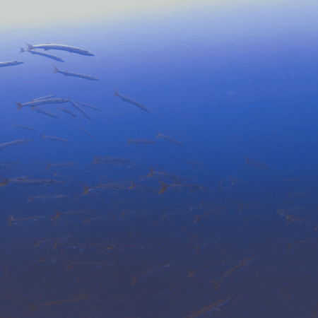 Pickhandle Barracuda Swarm