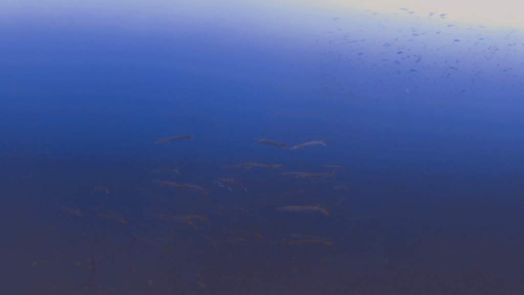 Barracuda Ballet: Underwater Swirl