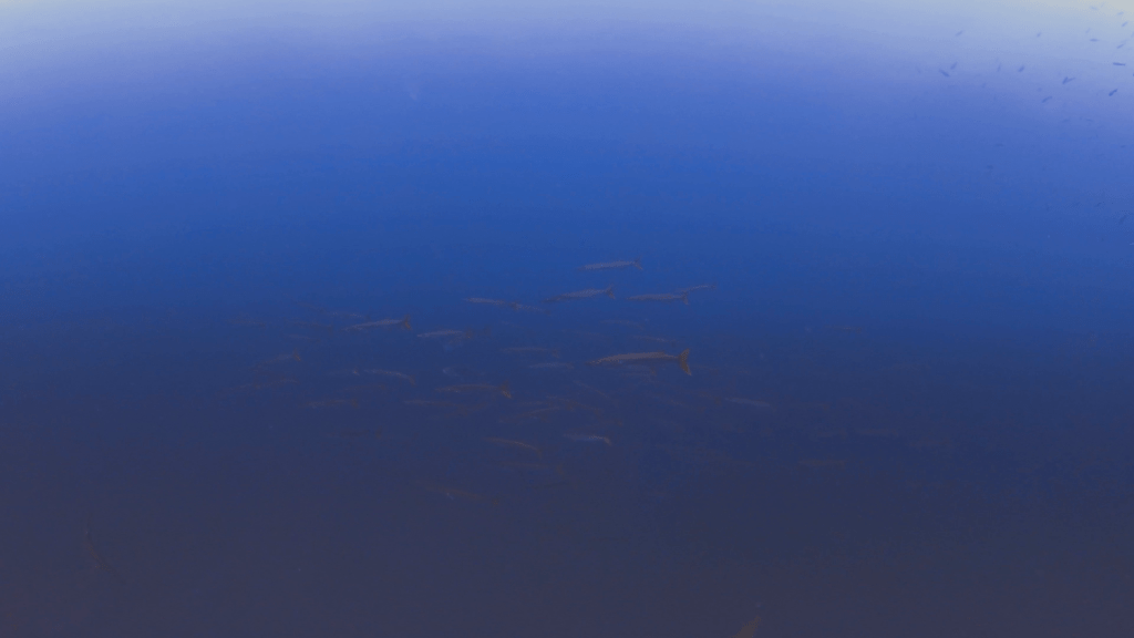 Barracuda School: Deep Dive Encounter
