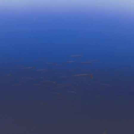 Barracuda School: Deep Dive Encounter