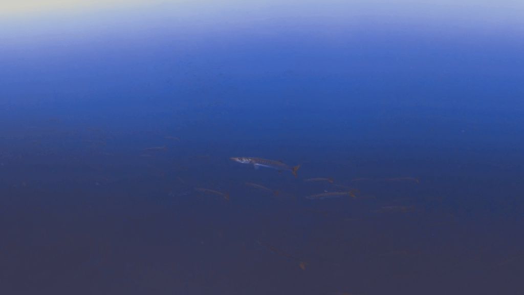 Pickhandle Barracuda Swarm