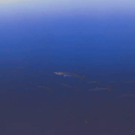 Pickhandle Barracuda Swarm