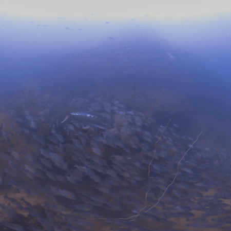 Fish Frenzy: Tuna, Snappers, Barracuda