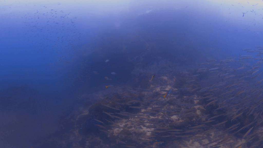 Barracuda Swirl: Raja Ampat Reefscape